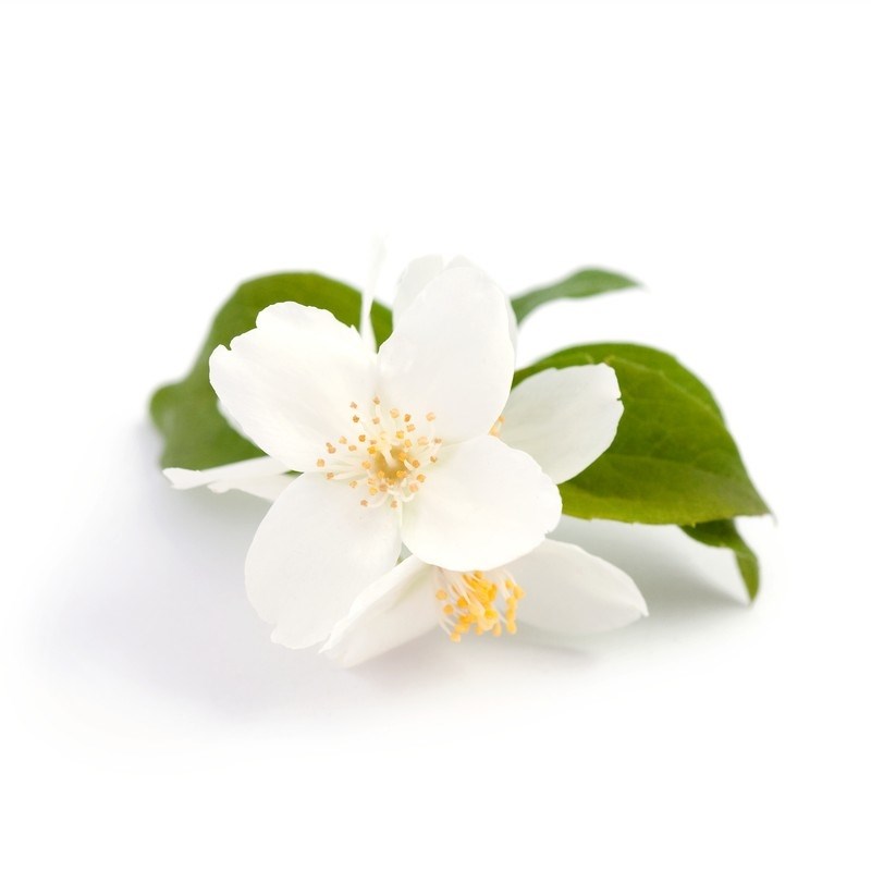 Jasmine Fragrance Oil