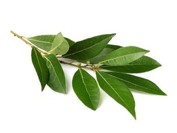 Raw Laurel Oil