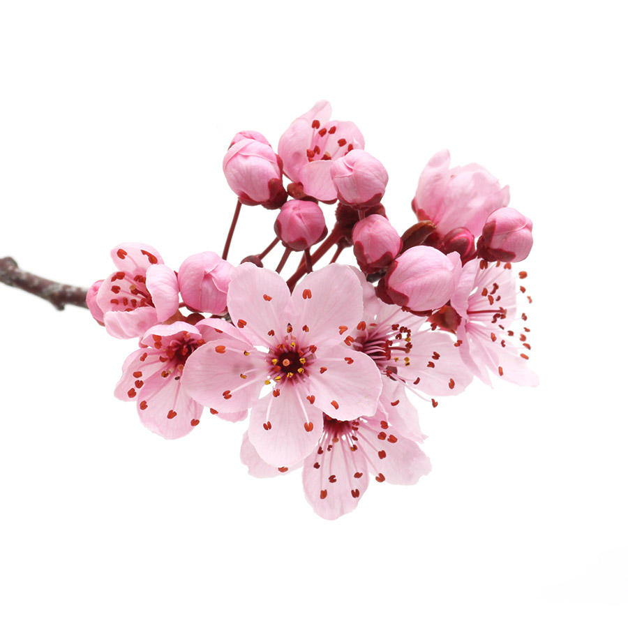 Japanese Cherry Blossom Fragrance Oil ( sakura )
