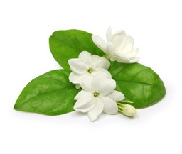 Arabian Jasmine Fragrance Oil